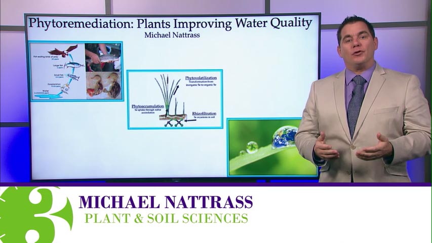 Michael Nattrass, PhD, Grand Champion