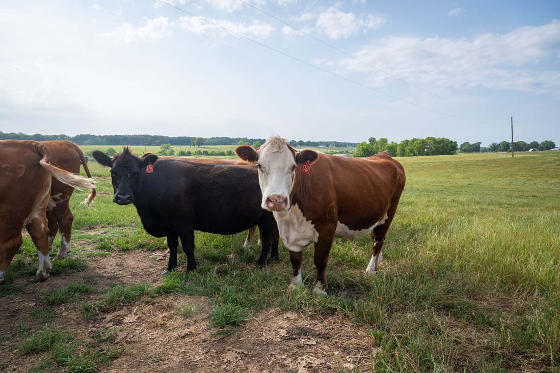 agriculture