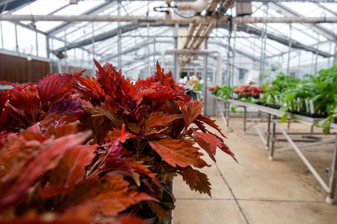 plant and soil sciences