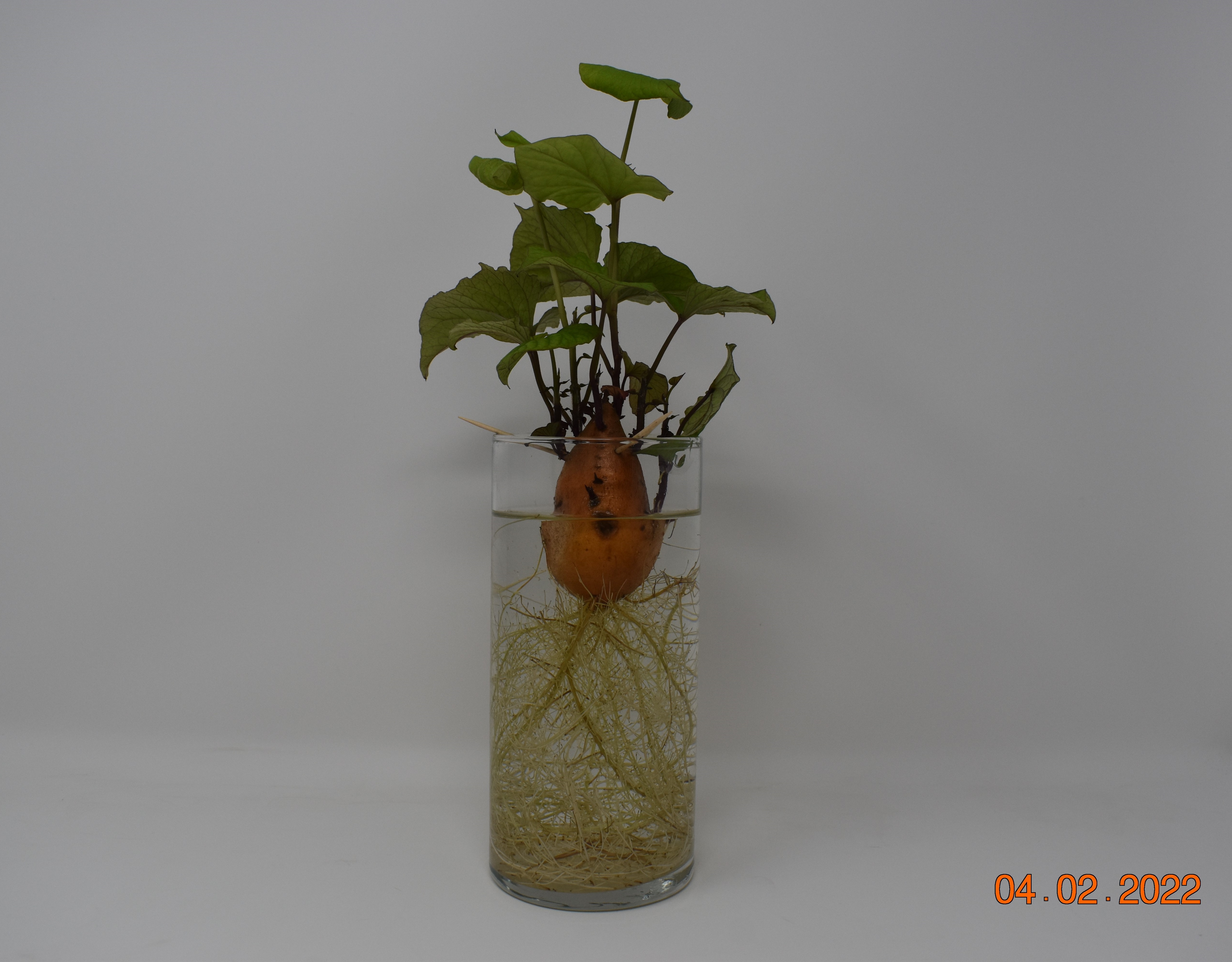 People's Choice: Varsha Singh, Study of Sweetpotato