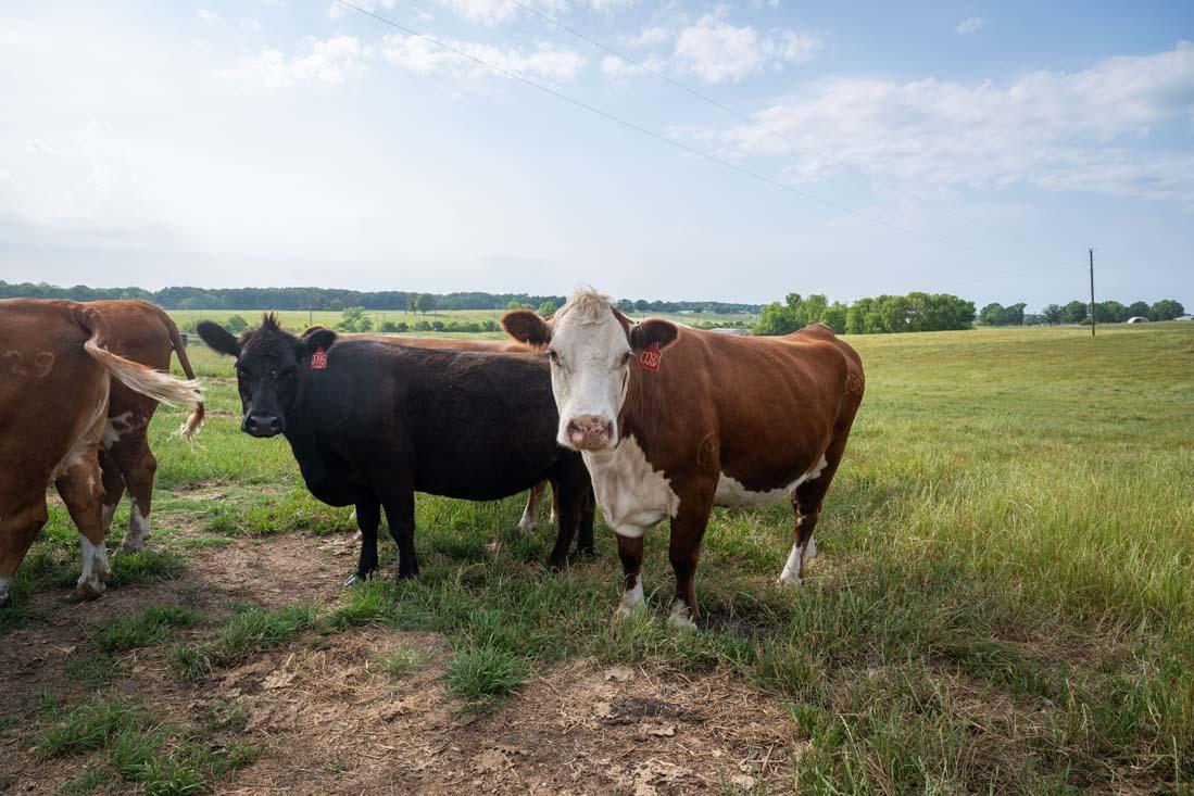 agriculture